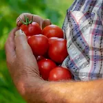 Terrerosse Di Massadita