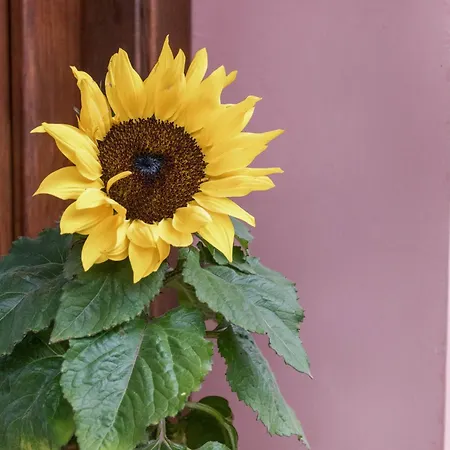 팜스테이 Terrerosse Di Massadita