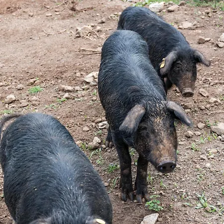 Terrerosse Di Massadita ファームステイ *