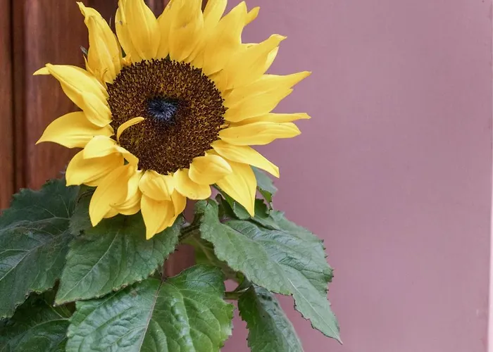 Alojamento de Turismo Rural Terrerosse Di Massadita
