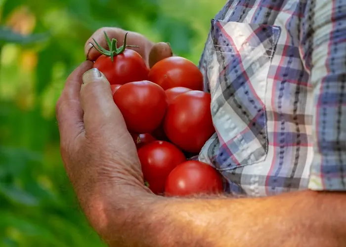 Terrerosse Di Massadita